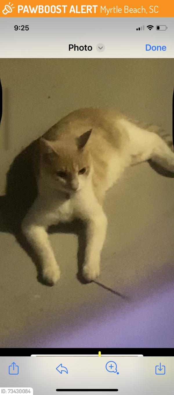 Found/Stray Unknown Cat last seen Off Carolina Forest Blvd., Myrtle Beach, SC 29579