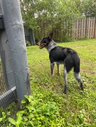 Found/Stray Male Dog last seen 154th Ave, Redland, FL 33031
