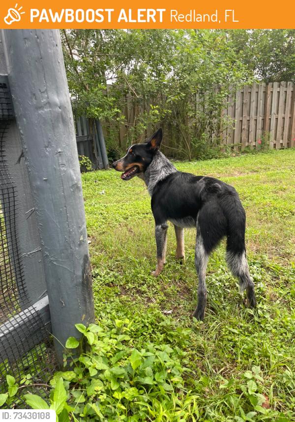 Found/Stray Male Dog last seen 154th Ave, Redland, FL 33031