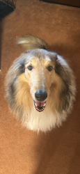 Lost Female Dog last seen Ballplay School Rd/ Bell Rattle Village, Tellico Plains, TN 37385