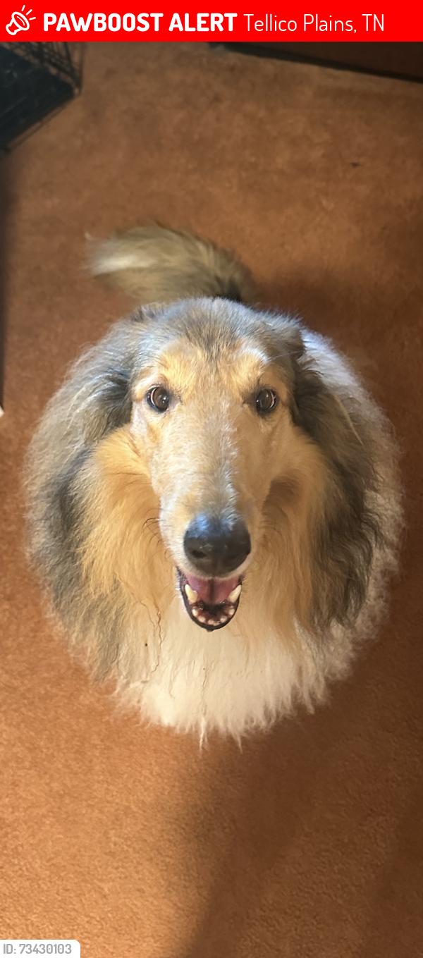 Lost Female Dog last seen Ballplay School Rd/ Bell Rattle Village, Tellico Plains, TN 37385