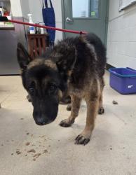 Shelter Stray Male Dog last seen Edgewater St. old Walmart parking lot, Oakland, CA, 1101 29th Ave, Oakland, CA 94601, USA