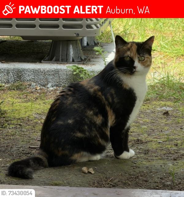 Lost Female Cat last seen Lake Holmes Road and147th Ave SE, Auburn, WA 98092