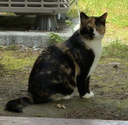 Lost Female Cat last seen Lake Holmes Road and147th Ave SE, Auburn, WA 98092