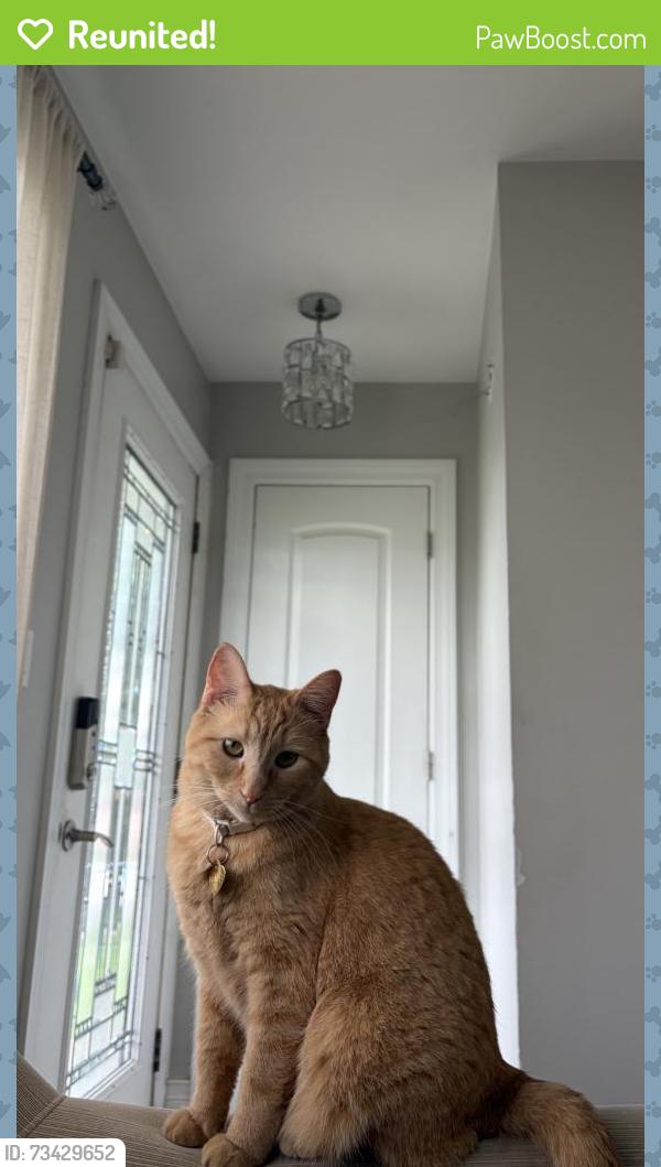 Reunited Female Cat last seen Hayes Ave, La Grange, IL 60525