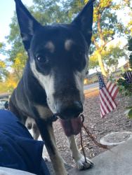 Found/Stray Male Dog last seen Adam’s and Hills Valley, Orange Cove, CA 93646