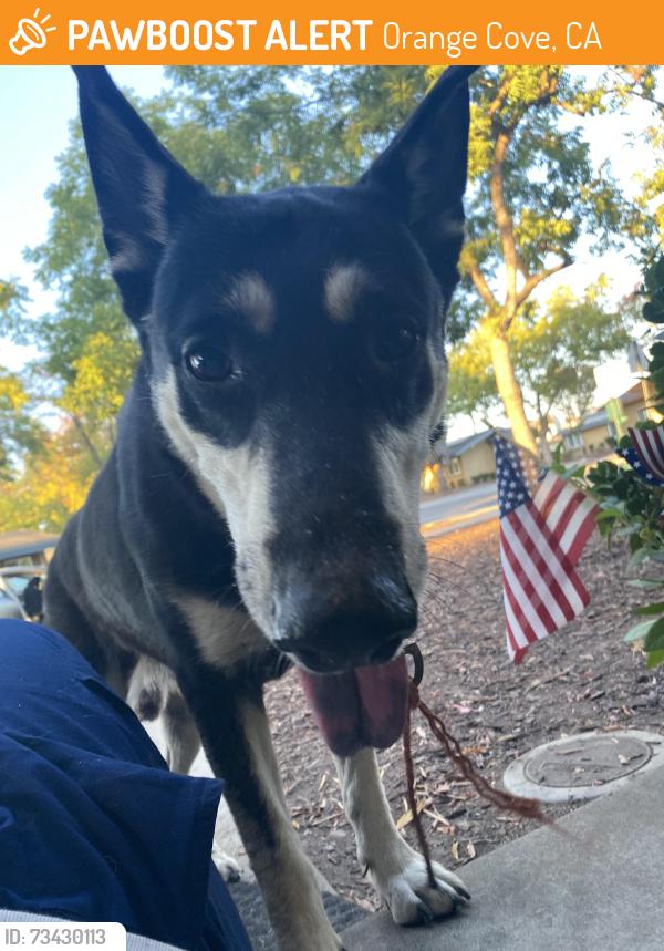 Found/Stray Male Dog last seen Adam’s and Hills Valley, Orange Cove, CA 93646