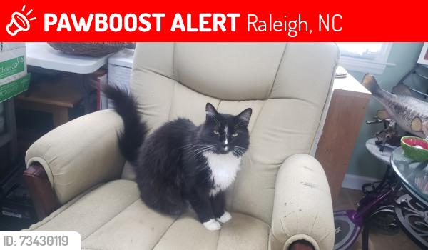 Lost Male Cat last seen Buffalo Rd, New Hope Rd, Cobble Ct, Raleigh, NC 27616