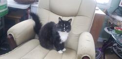 Lost Male Cat last seen Buffalo Rd, New Hope Rd, Cobble Ct, Raleigh, NC 27616