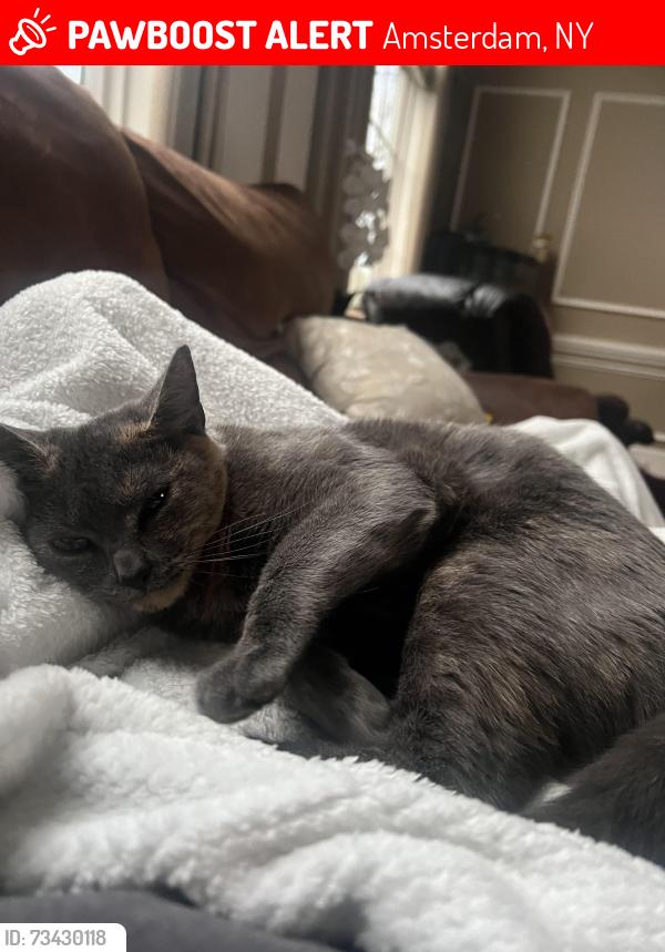 Lost Female Cat last seen Speedway Gas Station is across the street from home she escaped from, Amsterdam, NY 12010