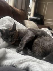 Lost Female Cat last seen Speedway Gas Station is across the street from home she escaped from, Amsterdam, NY 12010