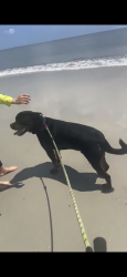 Reunited Male Dog last seen Parental home rd and dean, Jacksonville, FL 32216