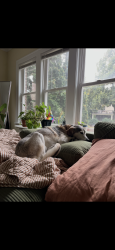 Reunited Male Dog last seen Near Emerson Ave s, Minneapolis, MN 55403