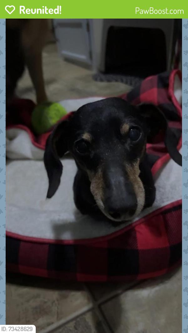 Reunited Male Dog last seen Limekiln Road close to Carbaughs Farm, Sharpsburg, MD 21782