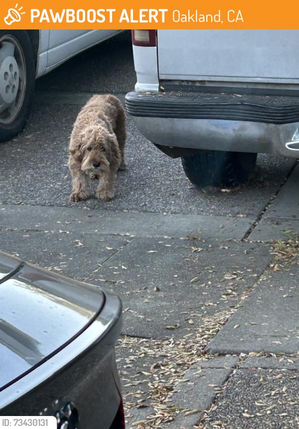 Found/Stray Unknown Dog last seen Penniman and Allendale, Oakland, CA 94619