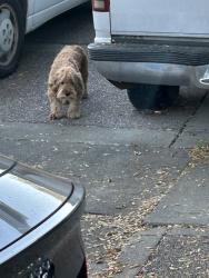 Found/Stray Unknown Dog last seen Penniman and Allendale, Oakland, CA 94619