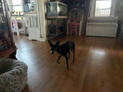 Lost Male Dog last seen Range Road, Knox, IN 46534