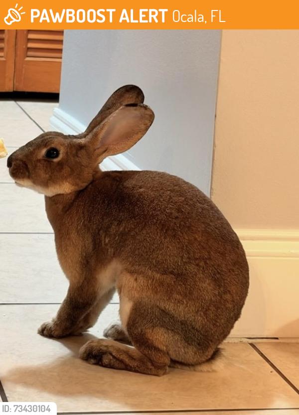 Found/Stray Unknown Rabbit last seen NE 17th Ave./NE 15th St., Ocala, FL 34470