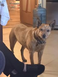 Lost Female Dog last seen Moccasin and Vinland, La Puente, CA 91746