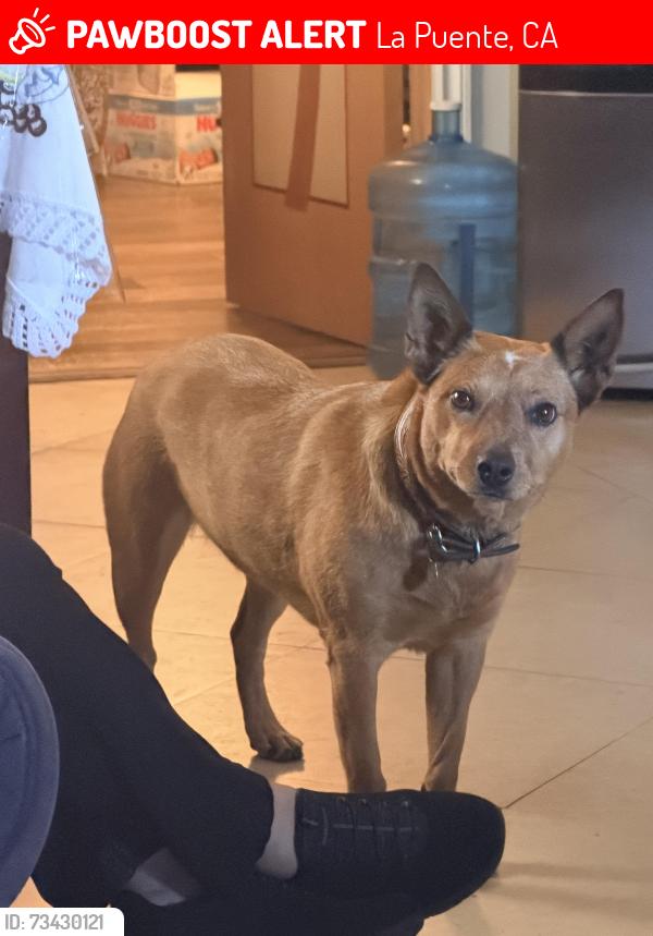 Lost Female Dog last seen Moccasin and Vinland, La Puente, CA 91746