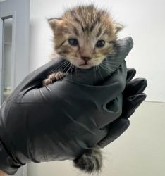 Shelter Stray Female Cat last seen Near Corte Sante Fe Street, San Diego, CA, 92121, 5500 Gaines St, San Diego, CA 92110, USA