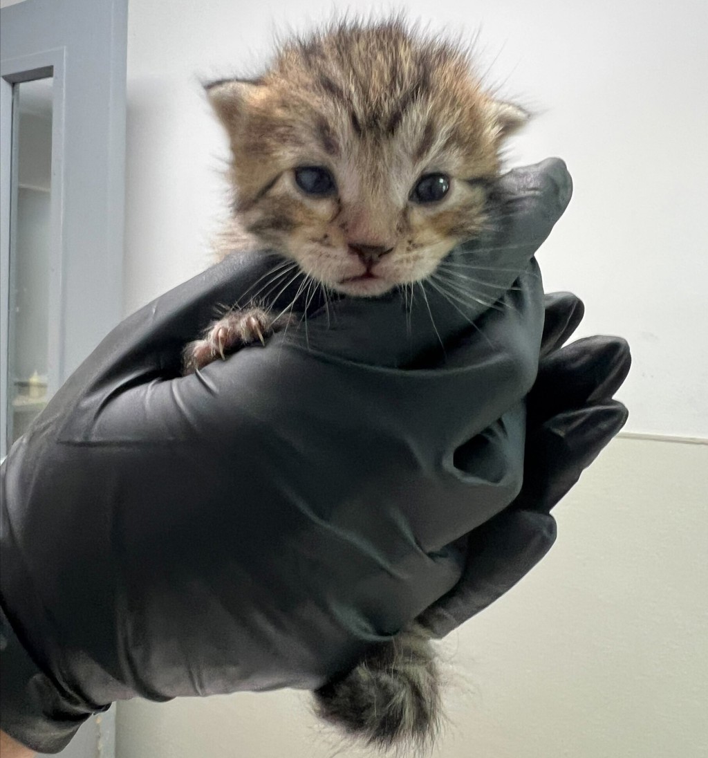 Shelter Stray Female Cat last seen Near Corte Sante Fe Street, San Diego, CA, 92121, 5500 Gaines St, San Diego, CA 92110, USA