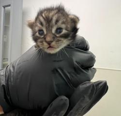 Shelter Stray Male Cat last seen Near Corte Sante Fe Street, San Diego, CA, 92121, 5500 Gaines St, San Diego, CA 92110, USA
