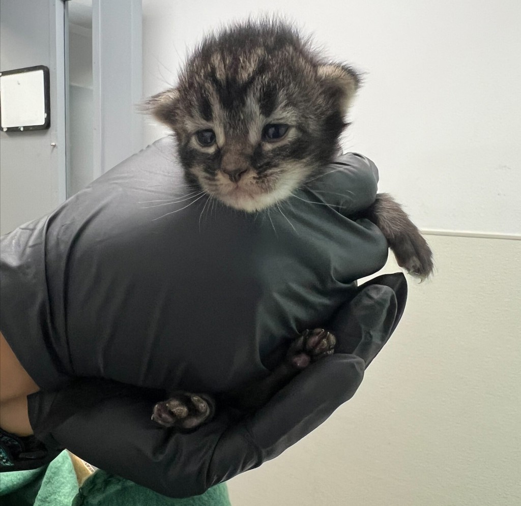 Shelter Stray Male Cat last seen Near Corte Sante Fe Street, San Diego, CA, 92121, 5500 Gaines St, San Diego, CA 92110, USA
