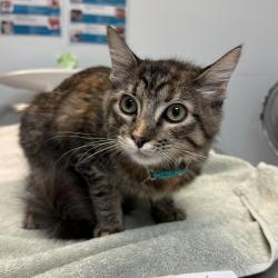 Shelter Stray Female Cat last seen Near Madera Street, San Diego, CA, 92114, 5500 Gaines St, San Diego, CA 92110, USA