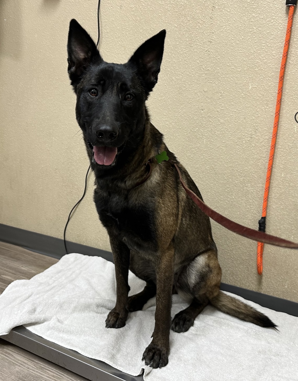 Shelter Stray Female Dog last seen Bennett Road, Oceanside, CA, 92058, Oceanside, CA 92058, USA