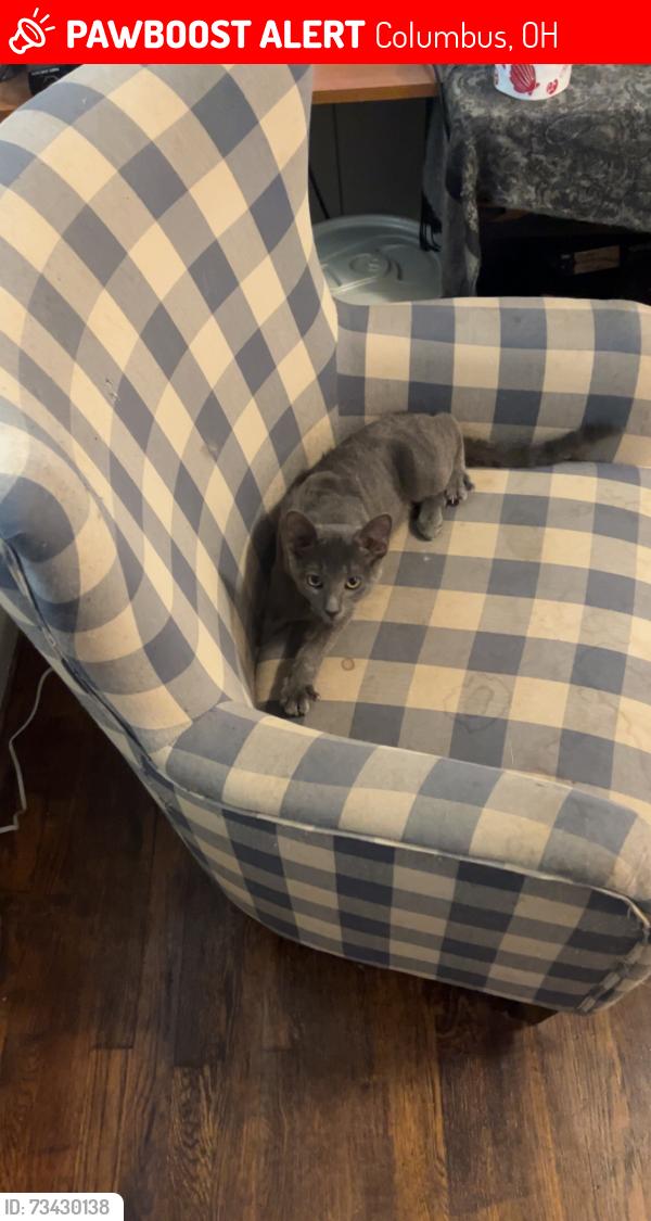 Lost Male Cat last seen Near Chelsea Ave, Columbus, OH 43209