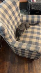 Lost Male Cat last seen Near Chelsea Ave, Columbus, OH 43209