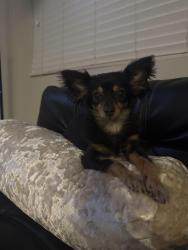 Reunited Female Dog last seen Charleston and Lamb, Las Vegas, NV 89110
