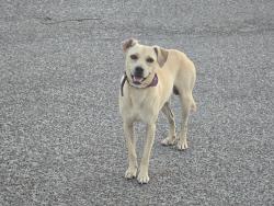 Found/Stray Male Dog last seen Pizza Hut, Harlingen, TX 78550