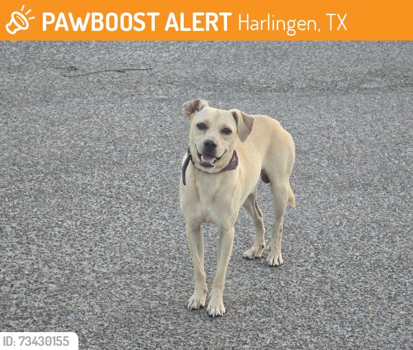 Found/Stray Male Dog last seen Pizza Hut, Harlingen, TX 78550
