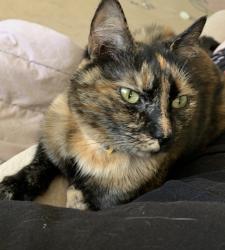 Reunited Female Cat last seen Near Pine Marr Drive, Chattanooga, TN 37343
