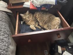 Lost Female Cat last seen Diamond Woods Cir and Arrow wood, Roseville, CA 95747