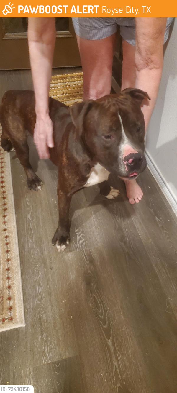Found/Stray Male Dog last seen VERANDA Strongbark Dr. Royse City, Royse City, TX 75189