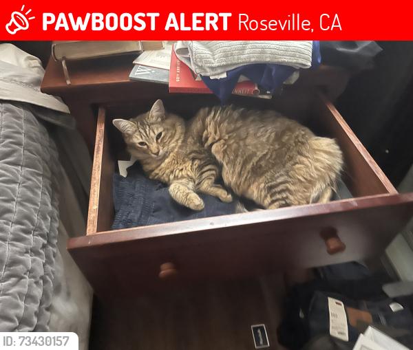 Lost Female Cat last seen Diamond Woods Cir and Arrow wood, Roseville, CA 95747