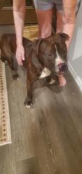 Found/Stray Male Dog last seen VERANDA Strongbark Dr. Royse City, Royse City, TX 75189
