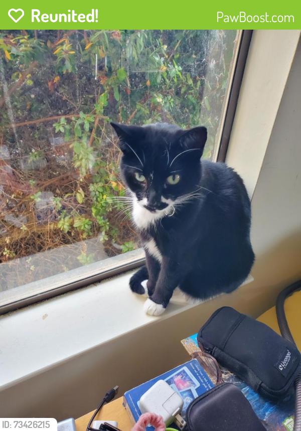 Reunited Female Cat last seen Dougherty Place, Carmel., Monterey County, CA 93923