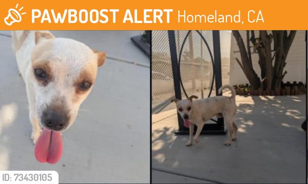 Found/Stray Male Dog last seen Branson Ln, Homeland, CA 92548, Homeland, CA 92548