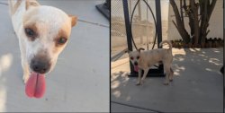 Found/Stray Male Dog last seen Branson Ln, Homeland, CA 92548, Homeland, CA 92548