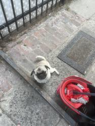 Lost Female Dog last seen home, Long Beach, CA 90805