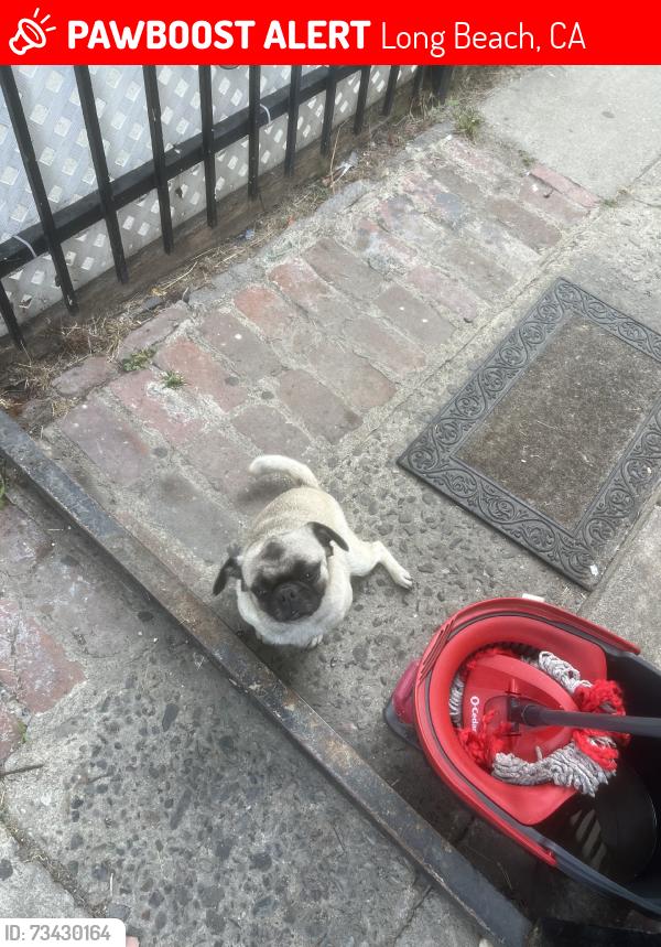 Lost Female Dog last seen home, Long Beach, CA 90805