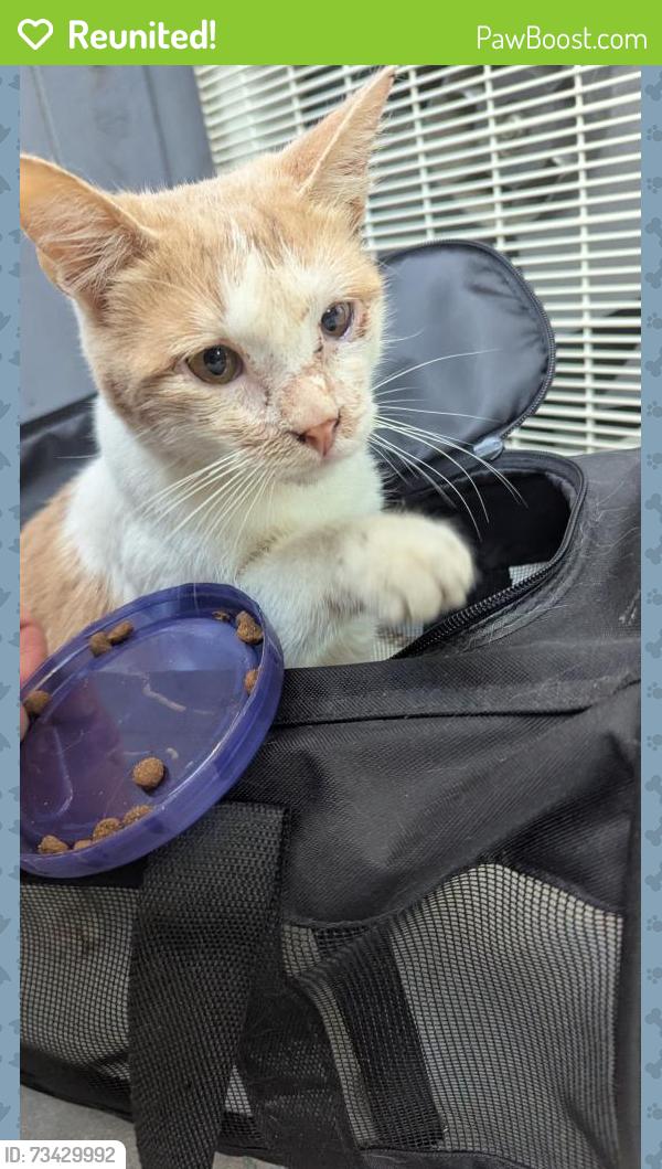 Reunited Male Cat last seen Grand and mission by trader Joe's, South Pasadena, CA 91030