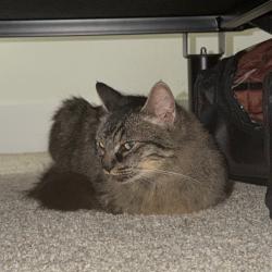 Shelter Stray Female Cat last seen , 2608 Center St, Tacoma, WA 98409, USA