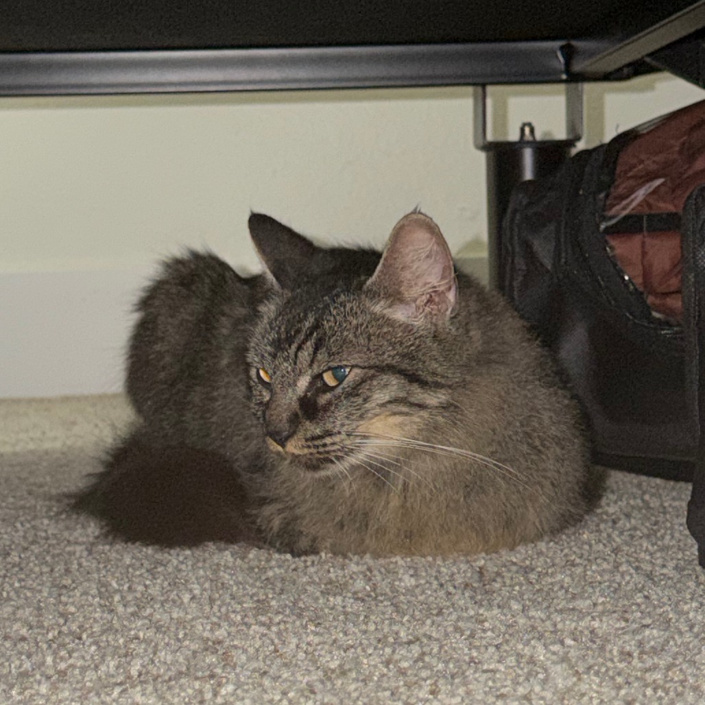Shelter Stray Female Cat last seen , 2608 Center St, Tacoma, WA 98409, USA