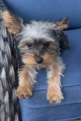 Lost Male Dog last seen Crenshaw and Taliaferro, Tampa, FL 33604
