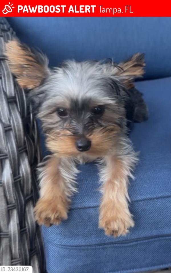 Lost Male Dog last seen Crenshaw and Taliaferro, Tampa, FL 33604